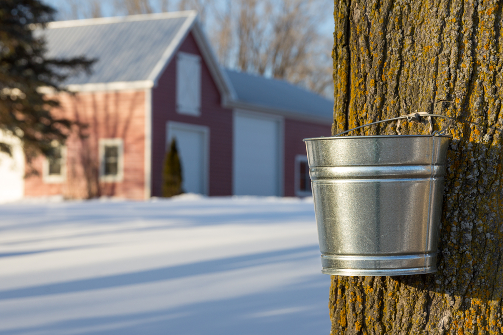 Little Charlie's Sugarbush